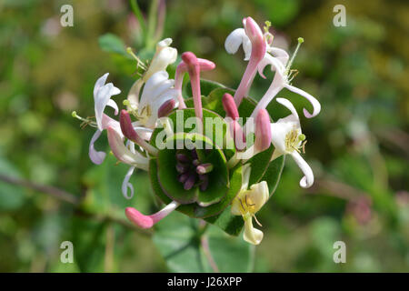 Wilden Geißblatt, selbst ausgesät in einem Garten in Spanien Stockfoto