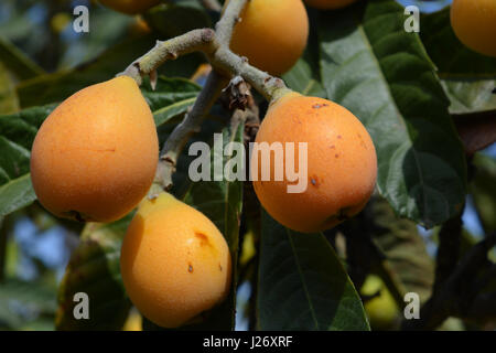 Nisperos am Baum, auch bekannt als Mispel. Eriobotryia japonica Stockfoto