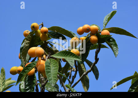 Nisperos am Baum, auch bekannt als Mispel. Eriobotryia japonica Stockfoto