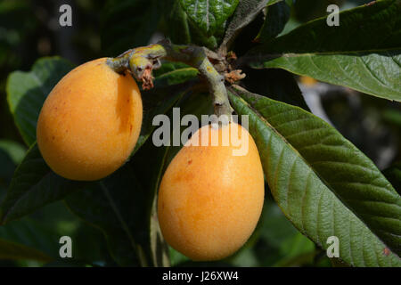 Nisperos am Baum, auch bekannt als Mispel. Eriobotryia japonica Stockfoto