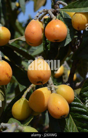 Nisperos am Baum, auch bekannt als Mispel. Eriobotryia japonica Stockfoto