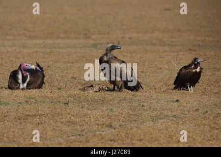 Ohrengeier konfrontiert Geier Torgos Tracheliotus, White-faced Vulture abgeschottet Africanus und mit Kapuze Geier Necrosyrtes Monachus, Bangweulu Feuchtgebiete, Sambia Stockfoto