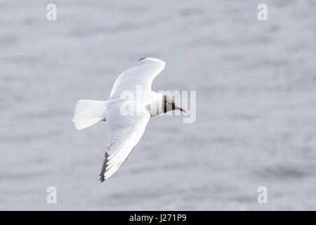 Das Foto zeigt eine Möwe, die über das Wasser fliegen Stockfoto