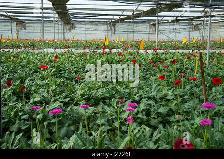 Blume-Export. frische Blumen im Gewächshaus bereit für Kommissionierung und Verpackung. Fotografiert in israel Stockfoto