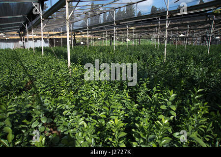 Blume-Export. frische Blumen im Gewächshaus bereit für Kommissionierung und Verpackung. Fotografiert in israel Stockfoto