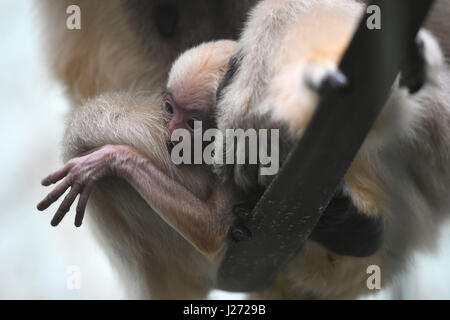 Eine vom Aussterben bedrohte weiße-cheeked Gibbon klammert sich an seine Mutter im Twycross Zoo in Atherstone, Leicestershire. Stockfoto