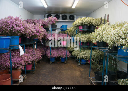 Blume-Export. frische Blumen im Gewächshaus bereit für Kommissionierung und Verpackung. Fotografiert in israel Stockfoto