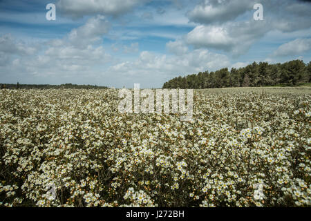 Blume-Export. frische Blumen im Gewächshaus bereit für Kommissionierung und Verpackung. Fotografiert in israel Stockfoto