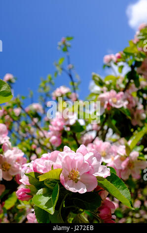 Pink apple blossom, Norfolk, England Stockfoto
