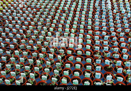 verschiedene Pflanzen wachsen in kommerziellen Gärtnerei Gewächshaus Interieur, Norfolk, england Stockfoto
