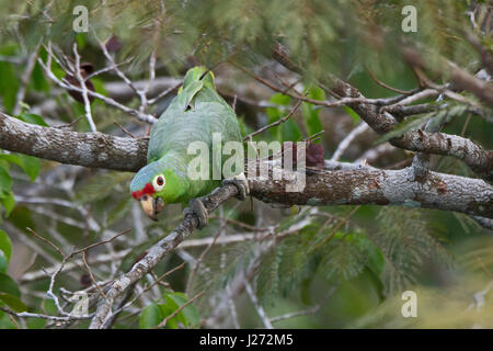 Rot-orientieren Parrot Amazona Autumnalis Darién, Panama Stockfoto