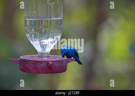 Glänzende Kleidervogel Cyanerpes Lucidus männlich im Garten auf Kolibri Feeder Panama Stockfoto