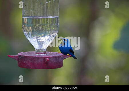 Glänzende Kleidervogel Cyanerpes Lucidus männlich im Garten auf Kolibri Feeder Panama