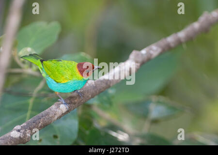 Bucht-headed Tanager Tangara Gyrola Panama Stockfoto