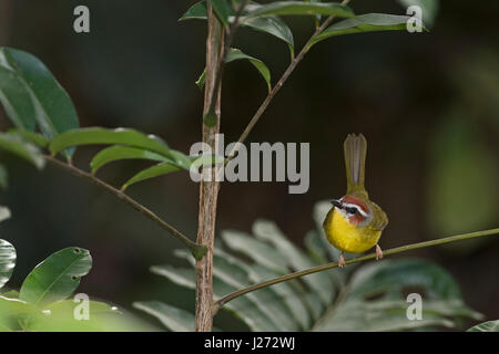 Rufous-capped Warbler Basileuterus Rufifrons Panama Stockfoto