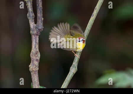 Rufous-capped Warbler Basileuterus Rufifrons Panama Stockfoto