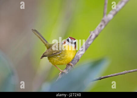 Rufous-capped Warbler Basileuterus Rufifrons Panama Stockfoto