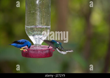 Glänzende Kleidervogel & weiß-necked Jakobiner im Hummingbird Feeder Panama Fütterung Stockfoto