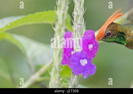 Rufous crested kokette Lophornis Delattrei (Kolibri) Panama Stockfoto