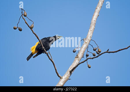 Gelb-Psephotus Cacique Cacicus Cela männlichen Aufruf Baldachin Camp Darién, Panama Stockfoto