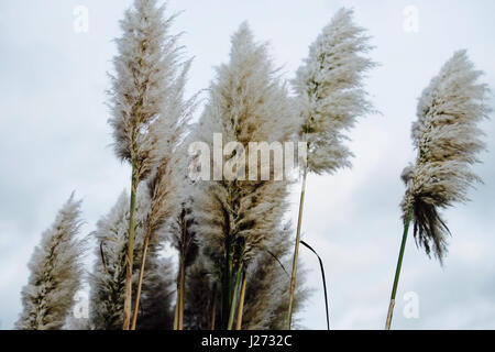 Weiche flauschige hoch Plume Pampasgras Beige Federn an einem bewölkten Tag. Stockfoto