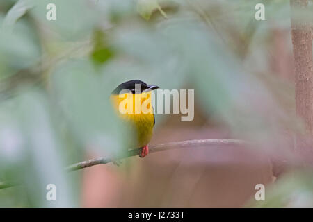 Golden-Kragen Manakin (Manacus Vitellinus) männlich im Lek Baldachin-Camp in Darién, Panama Stockfoto