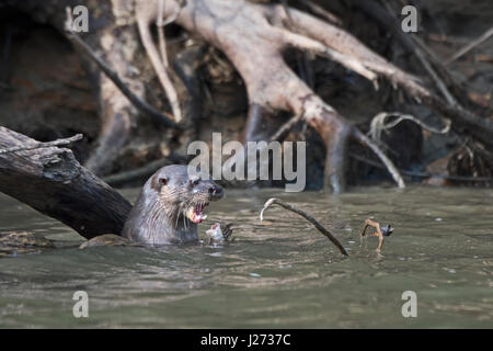 Neotropical Fluss Otter Lontra Longicaudis Chucunaque Fluss Darién, Panama Stockfoto