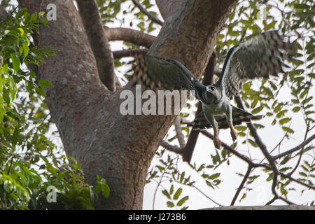 Harpy Eagle Harpia Harpyja Weibchen im Nest mit sechs Wochen alten Küken im Nationalpark Darién, Panama Stockfoto