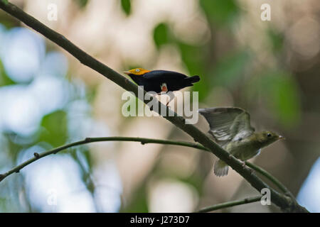 Golden - headed Manakin (Ceratopipra Erythrocephala) männlich im Lek Baldachin-Camp in Darién, Panama Stockfoto