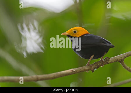 Golden - headed Manakin (Ceratopipra Erythrocephala) männlich im Lek Baldachin-Camp in Darién, Panama Stockfoto