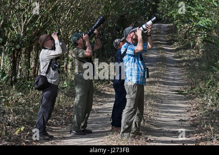 Ornithologen beobachten und zu fotografieren eine Antwren von Trail in San Francisco Reserve n Provinz Panama Panama Stockfoto