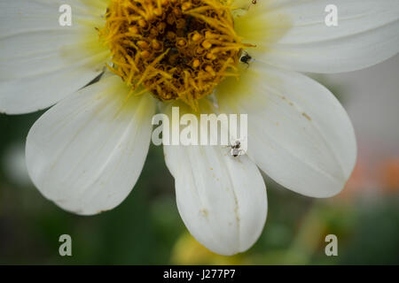 Makroaufnahme der weiße Blume mit einigen schwarzen Ameisen Insekten Stockfoto