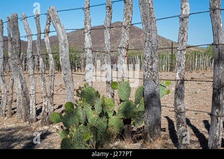 Tucson, Arizona - ein Gehege von Viehzüchter in der Sonora-Wüste südwestlich von Tucson verwendet. Stockfoto