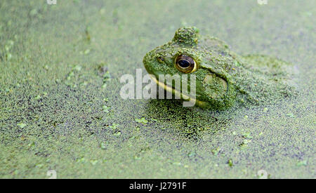 Nahaufnahme der nordamerikanische Ochsenfrosch (Rana Catesbeiana) in einem Teich von Algen mit prominenten braune Iris, mandelförmige Schüler und Trommelfell sichtbar Stockfoto