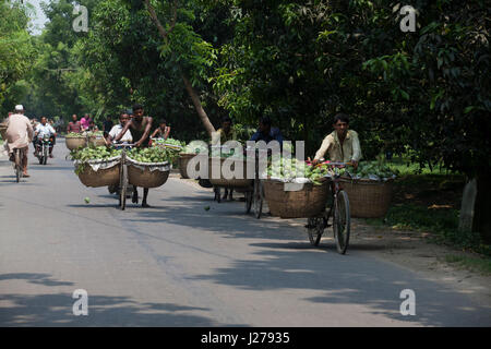 Händler führen Korb von Mangos mit dem Fahrrad, auf dem Kanshat-Mango-Markt zu verkaufen. Chapainawabganj, Bangladesch. Stockfoto