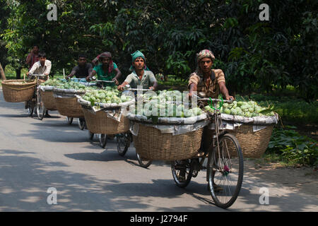 Händler führen Korb von Mangos mit dem Fahrrad, auf dem Kanshat-Mango-Markt zu verkaufen. Chapainawabganj, Bangladesch. Stockfoto