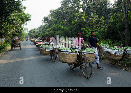 Händler führen Korb von Mangos mit dem Fahrrad, auf dem Kanshat-Mango-Markt zu verkaufen. Chapainawabganj, Bangladesch. Stockfoto