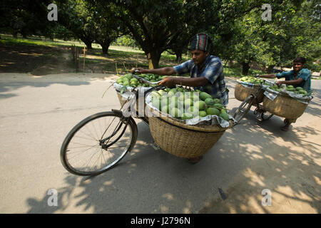 Händler führen Korb von Mangos mit dem Fahrrad, auf dem Kanshat-Mango-Markt zu verkaufen. Chapainawabganj, Bangladesch. Stockfoto