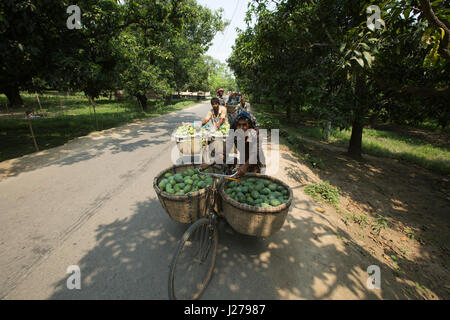 Händler führen Korb von Mangos mit dem Fahrrad, auf dem Kanshat-Mango-Markt zu verkaufen. Chapainawabganj, Bangladesch. Stockfoto