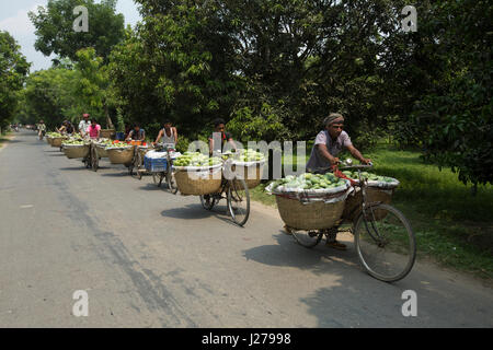 Händler führen Korb von Mangos mit dem Fahrrad, auf dem Kanshat-Mango-Markt zu verkaufen. Chapainawabganj, Bangladesch. Stockfoto