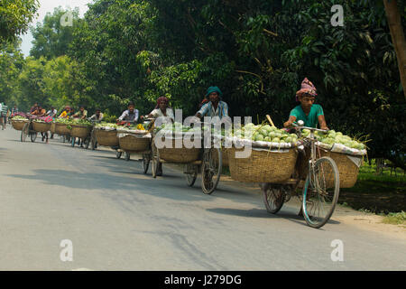 Händler führen Korb von Mangos mit dem Fahrrad, auf dem Kanshat-Mango-Markt zu verkaufen. Chapainawabganj, Bangladesch. Stockfoto