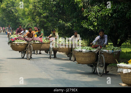 Händler führen Korb von Mangos mit dem Fahrrad, auf dem Kanshat-Mango-Markt zu verkaufen. Chapainawabganj, Bangladesch. Stockfoto