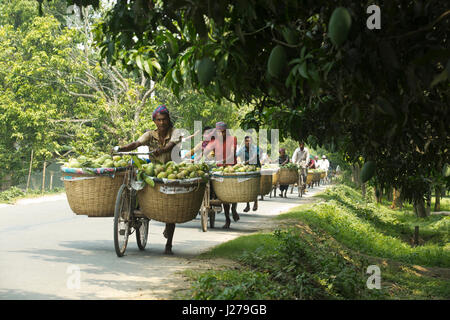 Händler führen Korb von Mangos mit dem Fahrrad, auf dem Kanshat-Mango-Markt zu verkaufen. Chapainawabganj, Bangladesch. Stockfoto