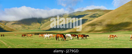 Pferde auf dem Piano Grande, Tiefebene, Castelluccio di Norcia, Parco Nazionale dei Monti Sibillini, Apenninen, Umbrien, Italien. Stockfoto