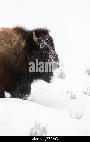 Amerikanischer Bison / Amerikanischer Bison (Bison Bison) im Winter, Nahaufnahme, Kopfschuss, Wandern durch den Tiefschnee, Yellowstone NP, Wyoming, USA. Stockfoto