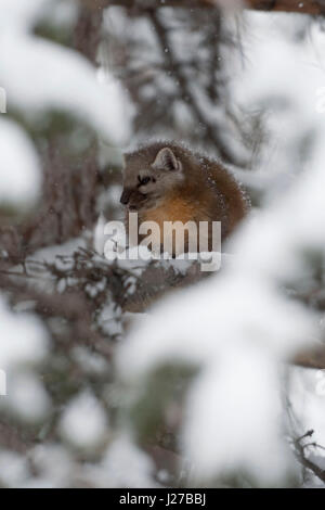 Amerikanische Baummarder / Baummarder / Fichtenmarder (Martes Americana) im Winter, Erwachsene, Klettern in einem Baum versteckt zwischen schneebedeckten Zweigen, USA Stockfoto