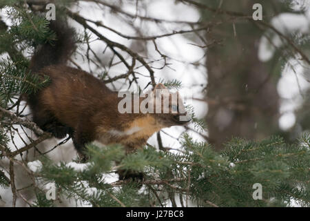 Amerikanische Baummarder / Baummarder / Fichtenmarder (Martes Americana), auf einem dünnen Ast eines Baumes Nadelbaum Jagd, Ausschau nach Beute, USA. Stockfoto