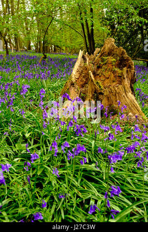 Baumstumpf in einem Bluebell Holz. Die Chilterns. Stockfoto