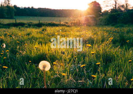 Löwenzahn in sonnigen Feld goldene Stunde. Stockfoto