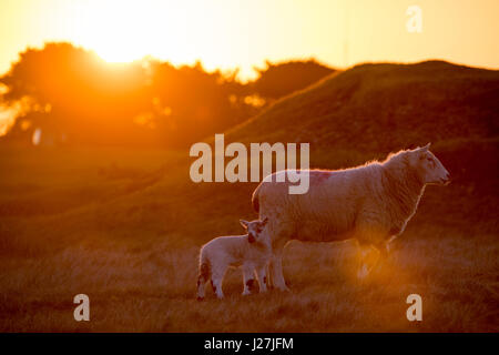 Ein Mutterschaf und Lamm als die Sonne den Horizont auf halkyn Berg, Flintshire, Wales, Großbritannien Stockfoto